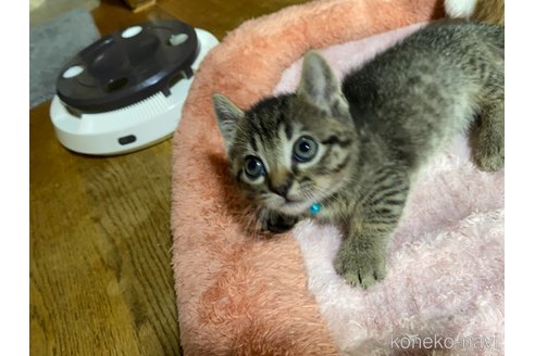 成約済の千葉県のマンチカン-90659の12枚目